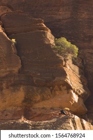 California Condor Chick 1K Preens It's Feathers On A Sandstone Ledge Under A Lone Tree Growing From The Cliff Above In Zion National Park Utah.