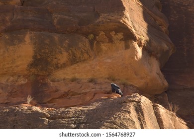 California Condor Chick 1K Sits On A Red Sandstone Ledge Looking Off Towards The Left Waiting For It's Parents To Bring Food.