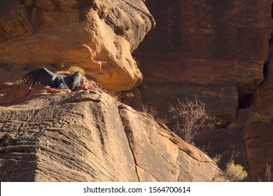 California Condor Chick 1K Spreads It's Wings To Warm Itself In The Sun On A High Ledge On The Sandstone Cliffs Of Zion National Park Utah.