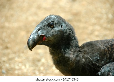 California Condor Chick With Messy Mouth After A Meal