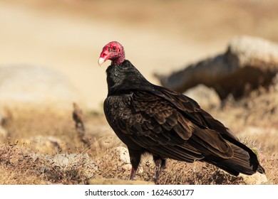 California Condor - Critically Endangered Species Captured At Cabo Pulmo National Park In Baja California Sur In Mexico