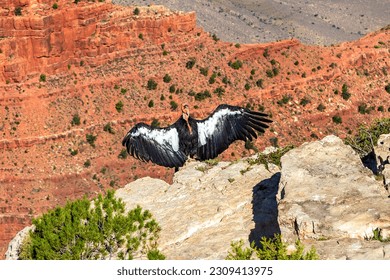 California Condor at Grand Canyon National Park in a sunny day, Arizona, USA - Shutterstock ID 2309413975