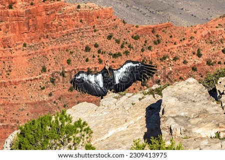 California Condor at Grand Canyon National Park in a sunny day, Arizona, USA