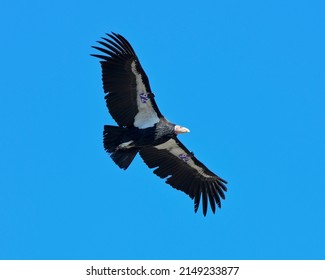 California Condor
(Gymnogyps Californianus) Bird