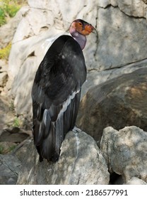 California Condor
(Gymnogyps Californianus) Bird