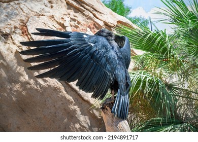 California Condor (Gymnogyps Californianus) Bird On A Rock With Wings Spread.