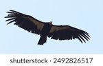 California condor (Gymnogyps californianus) in the Bitter Creek NWR, California, USA