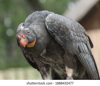 California Condor, Gymnogyps Californianus, A New World Vulture. Birds Show Close Up