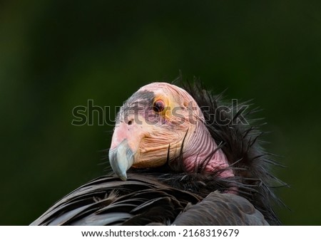 The California condor is a New World vulture, the largest North American land bird. This condor became extinct in the wild in 1987, but the species has since been reintroduced, several western states.