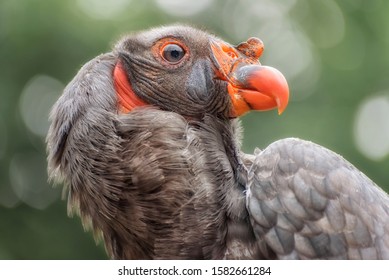 California Condor, A Significant Bird To Many California Native American Groups. Trained Birds. Portrait Profile