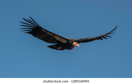 A California Condor soaring overhead above the Grand Canyon in Arizona. - Shutterstock ID 1289169094