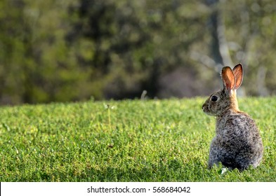 California cotton tail rabbit on green lawn; focus on rabbit
