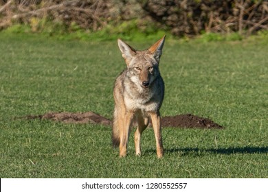 A California Coyote (Canis Latrans) In The Hills Of Monterey, California. 