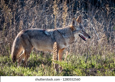 A California Coyote (Canis Latrans) In The Hills Of Monterey, California. 