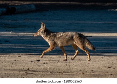 A California Coyote (Canis Latrans) In The Hills Of Monterey, California. 