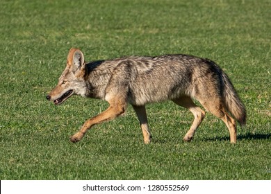 A California Coyote (Canis Latrans) In The Hills Of Monterey, California. 