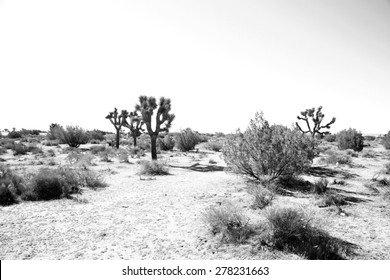 California Desert In Death Valley With Joshua Trees, Sage Brush, Dirt Roads, Sand Gravel, And Other Wild Life That Ekes Out A Life In The Harsh Dry Desert Sun. 