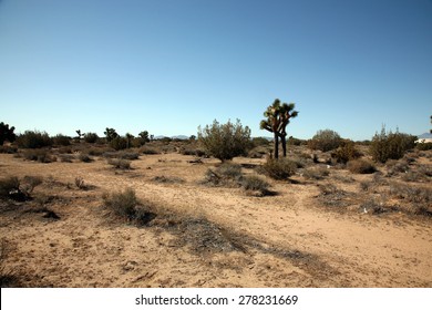 California Desert In Death Valley With Joshua Trees, Sage Brush, Dirt Roads, Sand Gravel, And Other Wild Life That Ekes Out A Life In The Harsh Dry Desert Sun. 