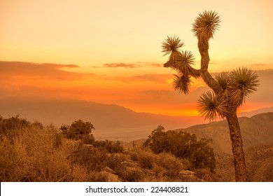 California Desert Scenery At Sunset. Joshua Tree.