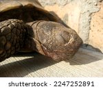 California Desert Tortoise sleeping on cement next to brick wall