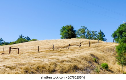 California Drought - Roadside Dry Grass