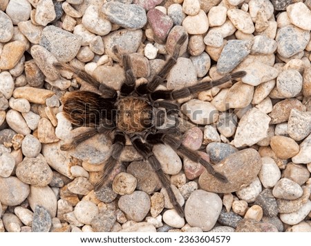 California ebony tarantula on pebbles
