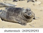 California Elephant Seal Sea Lion Pup Sleeping on Beach Shore