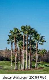 California Fan Palm On Golf Course