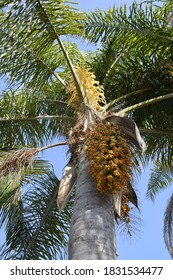 California Fan Palm Tree From Below