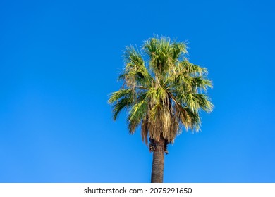 California Fan Palm Tree With Clear Blue Sky