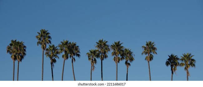 California Fan Palm Trees Under Blue Sky