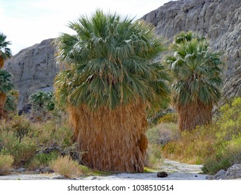 California Fan Palm, Washingtonia Filifera, Pushwalla Palm Oasis Near Palm Springs. Tree Can Have A Trunk 3 Feet In Diameter, The Frond Skirt Formed From The Lower Branches As The Die And Fold Down. 