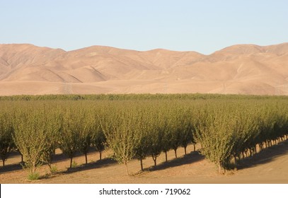 A California Farm Spreads Out Below Some Foothills Of The Central Valley.