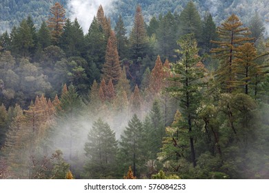 California Forest Redwood Scene