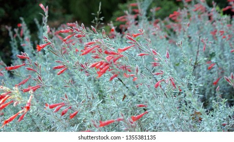 Zauschneria High Res Stock Images Shutterstock Zauschneria High Res Stock Images Shutterstock