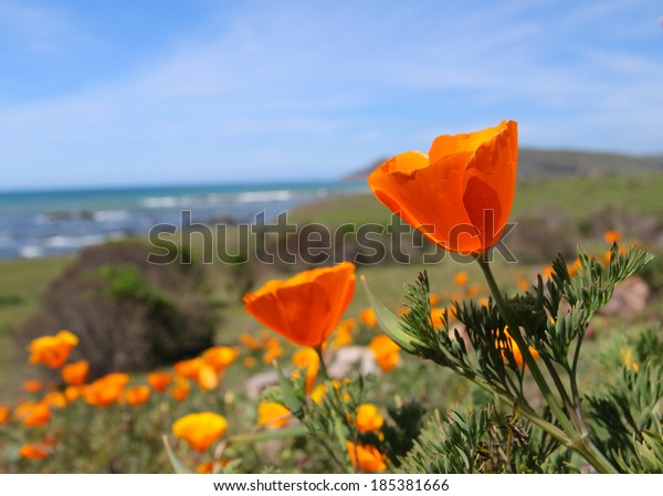 California gold poppy flowers, Highway 1, near\
Monterey, California