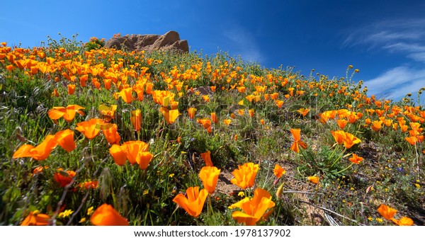 California Golden Orange Poppies under high desert\
blue cirrus sky in the Antelope Valley Poppy Preserve in Lancaster,\
CA, USA
