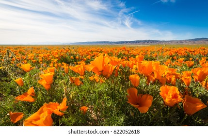 California Golden Poppies blooming wild in a field in the Antelope Valley
