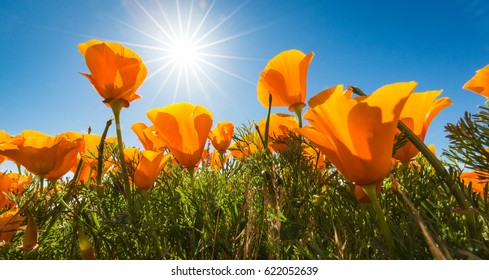 California Golden Poppies Blooming Wild In A Field In The Antelope Valley