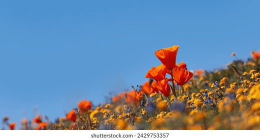 California Golden Poppy flowers against blue sky background. - Powered by Shutterstock