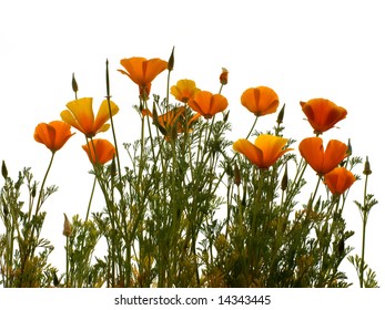 California Golden Poppy Isolated On Wihite Background