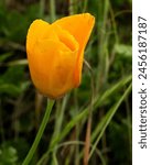 California Golden Poppy at Sierra Vista Open Space Preserve near San Jose, California.  