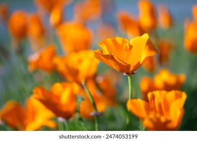 California or golden poppy, California sunlight or cup of gold (Eschscholzia californica) is a flowering plant, family Papaveraceae. Vibrant bright yellow-orange petals of translucent flowers. - Powered by Shutterstock