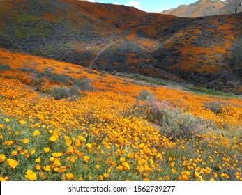 California Golden Poppy Super Bloom