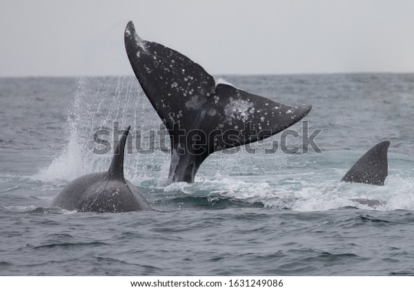 California Gray Whale
- Eschrichtius
robustus