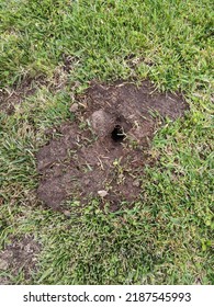 California Ground Squirrel Hole In The Lawn