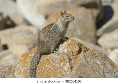california-ground-squirrel-spermophilus-beecheyi-260nw-382684105.jpg