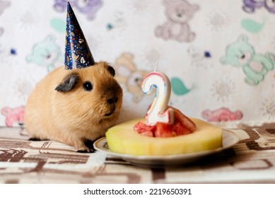 California Guinea Pig In Party Cap Next To A Fruit Cake. A Candle In The Form Of The Number 2 And Attributes For Celebrating A Birthday. Pet Care. Proper Nutrition For Rodents. Cute Animals