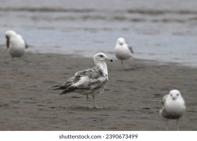 California Gull (2nd winter) (larus californicus) with very wet feathers