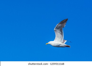 California Gull Flying In The Blue Sky